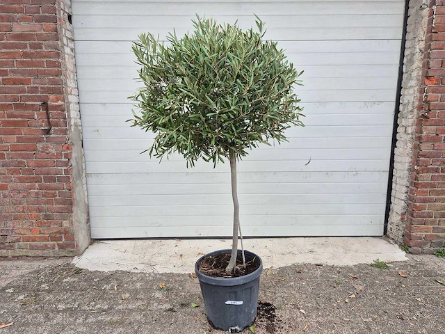 Olijfboom compact - olea europaea - hoogte ca. 160 cm - afbeelding 1 van  2