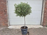 Olijfboom compact - olea europaea - hoogte ca. 160 cm - afbeelding 1 van  2