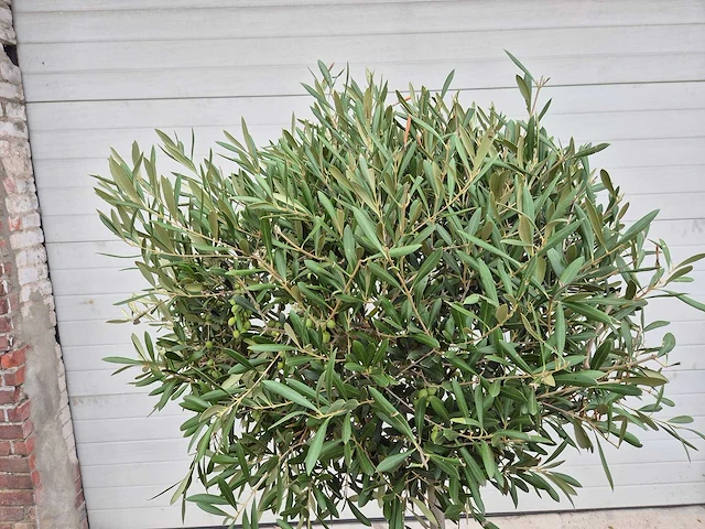 Olijfboom compact - olea europaea - hoogte ca. 160 cm - afbeelding 2 van  2