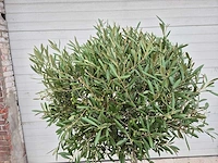 Olijfboom compact - olea europaea - hoogte ca. 160 cm - afbeelding 2 van  2