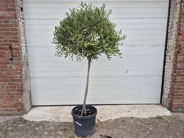 Olijfboom compact - olea europaea - hoogte ca. 160 cm - afbeelding 1 van  2