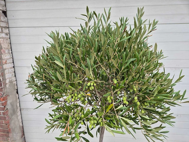 Olijfboom compact - olea europaea - hoogte ca. 160 cm - afbeelding 2 van  2