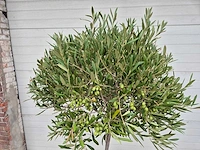 Olijfboom compact - olea europaea - hoogte ca. 160 cm - afbeelding 2 van  2