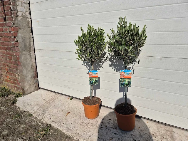 Olijfboom compact - olea europaea - hoogte ca. 80 cm (2x) - afbeelding 2 van  3