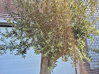 Olijfboom compact big - olea europaea - hoogte ca. 300 cm - afbeelding 2 van  3