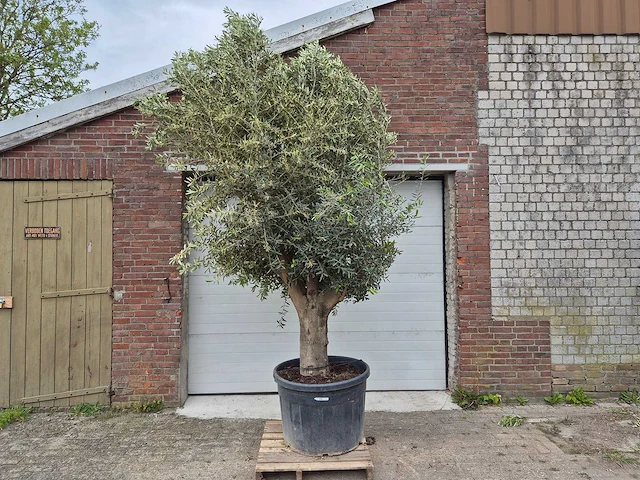 Olijfboom compact big - olea europaea - hoogte ca. 400 cm - afbeelding 1 van  5
