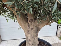 Olijfboom compact big - olea europaea - hoogte ca. 400 cm - afbeelding 2 van  5