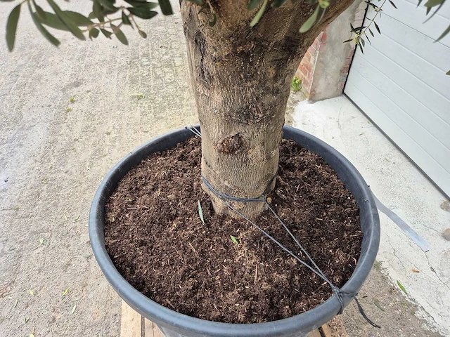 Olijfboom compact big - olea europaea - hoogte ca. 400 cm - afbeelding 3 van  5