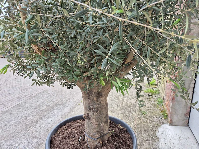 Olijfboom compact big - olea europaea - hoogte ca. 400 cm - afbeelding 4 van  5