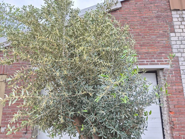 Olijfboom compact big - olea europaea - hoogte ca. 400 cm - afbeelding 5 van  5