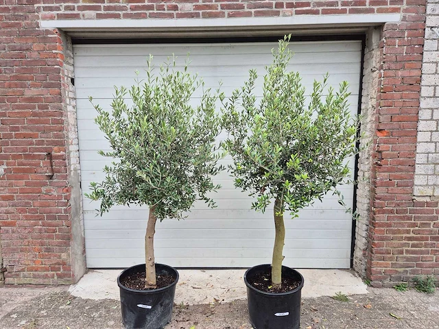 Olijfboom florida - olea europaea - hoogte ca. 170 cm (2x) - afbeelding 1 van  2