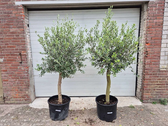 Olijfboom florida - olea europaea - hoogte ca. 170 cm (2x) - afbeelding 2 van  2