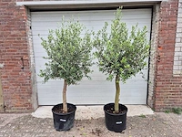 Olijfboom florida - olea europaea - hoogte ca. 170 cm (2x) - afbeelding 2 van  2