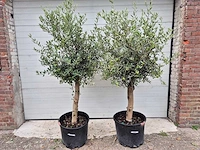 Olijfboom florida - olea europaea - hoogte ca. 170 cm (2x) - afbeelding 1 van  3