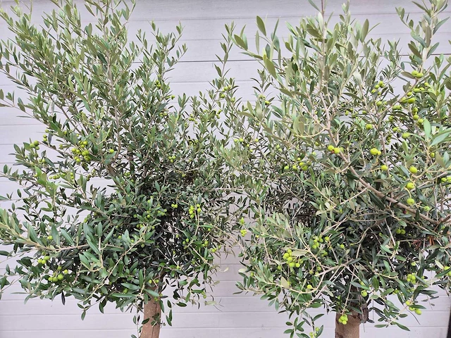 Olijfboom florida - olea europaea - hoogte ca. 170 cm (2x) - afbeelding 2 van  3