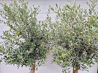 Olijfboom florida - olea europaea - hoogte ca. 170 cm (2x) - afbeelding 2 van  3