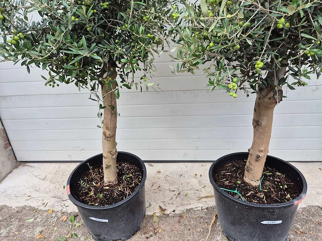 Olijfboom florida - olea europaea - hoogte ca. 170 cm (2x) - afbeelding 3 van  3