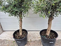 Olijfboom florida - olea europaea - hoogte ca. 170 cm (2x) - afbeelding 3 van  3
