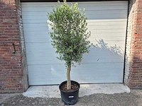 Olijfboom florida - olea europaea - hoogte ca. 170 cm - afbeelding 1 van  2
