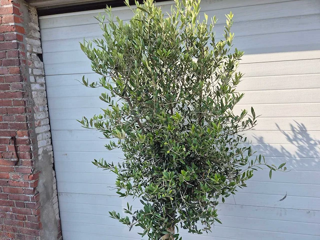 Olijfboom florida - olea europaea - hoogte ca. 170 cm - afbeelding 2 van  2