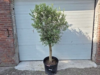 Olijfboom florida - olea europaea - hoogte ca. 170 cm - afbeelding 1 van  2