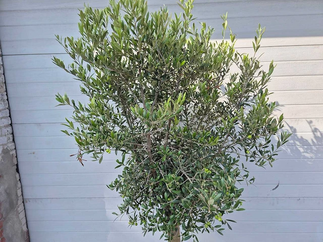 Olijfboom florida - olea europaea - hoogte ca. 170 cm - afbeelding 2 van  2
