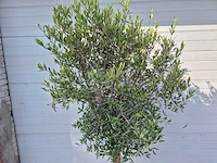 Olijfboom florida - olea europaea - hoogte ca. 170 cm - afbeelding 2 van  2