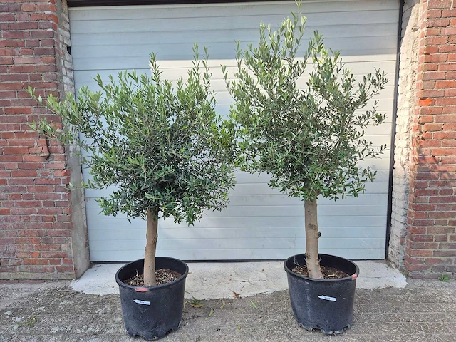 Olijfboom florida - olea europaea - hoogte ca. 170 cm - afbeelding 1 van  3