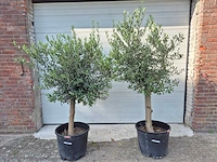 Olijfboom florida - olea europaea - hoogte ca. 170 cm - afbeelding 1 van  3