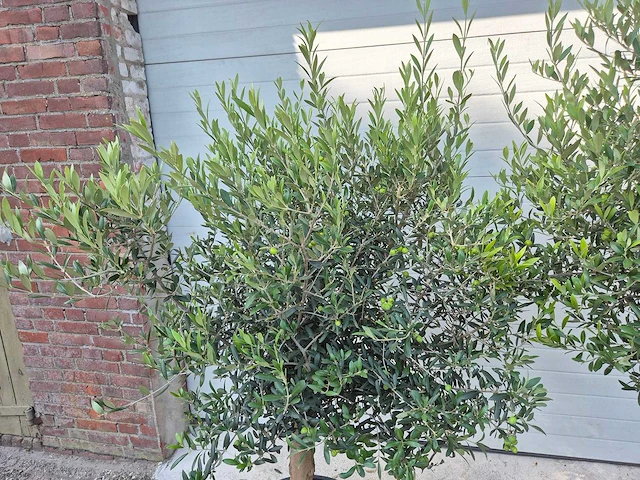 Olijfboom florida - olea europaea - hoogte ca. 170 cm - afbeelding 2 van  3