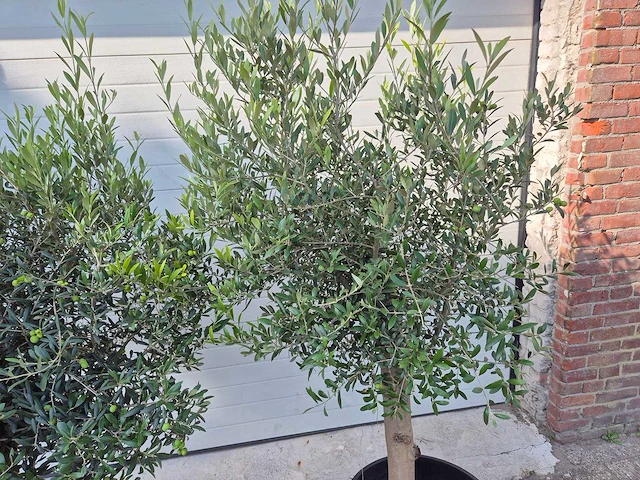 Olijfboom florida - olea europaea - hoogte ca. 170 cm - afbeelding 3 van  3