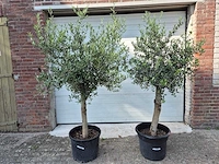 Olijfboom florida - olea europaea - hoogte ca. 170 cm - afbeelding 1 van  3
