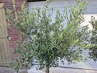 Olijfboom florida - olea europaea - hoogte ca. 170 cm - afbeelding 2 van  3