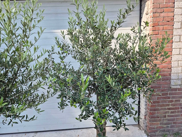 Olijfboom florida - olea europaea - hoogte ca. 170 cm - afbeelding 3 van  3