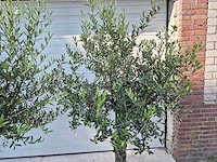 Olijfboom florida - olea europaea - hoogte ca. 170 cm - afbeelding 3 van  3