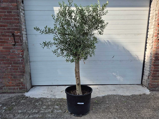 Olijfboom florida - olea europaea - hoogte ca. 170 cm - afbeelding 1 van  2