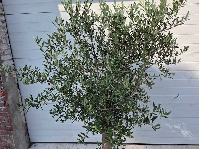 Olijfboom florida - olea europaea - hoogte ca. 170 cm - afbeelding 2 van  2