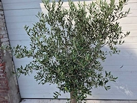 Olijfboom florida - olea europaea - hoogte ca. 170 cm - afbeelding 2 van  2