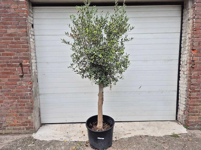 Olijfboom florida - olea europaea - hoogte ca. 170 cm - afbeelding 1 van  2