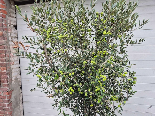 Olijfboom florida - olea europaea - hoogte ca. 170 cm - afbeelding 2 van  2