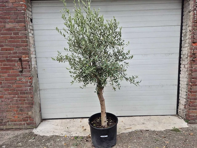 Olijfboom florida - olea europaea - hoogte ca. 170 cm - afbeelding 1 van  2