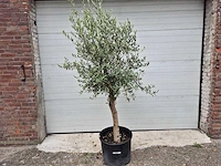 Olijfboom florida - olea europaea - hoogte ca. 170 cm - afbeelding 1 van  2