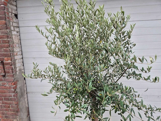 Olijfboom florida - olea europaea - hoogte ca. 170 cm - afbeelding 2 van  2