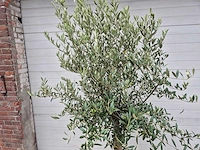 Olijfboom florida - olea europaea - hoogte ca. 170 cm - afbeelding 2 van  2