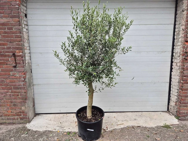 Olijfboom florida - olea europaea - hoogte ca. 170 cm - afbeelding 1 van  2