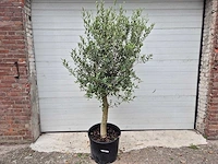 Olijfboom florida - olea europaea - hoogte ca. 170 cm - afbeelding 1 van  2
