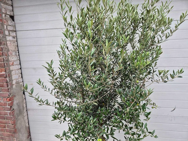 Olijfboom florida - olea europaea - hoogte ca. 170 cm - afbeelding 2 van  2