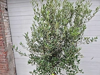 Olijfboom florida - olea europaea - hoogte ca. 170 cm - afbeelding 2 van  2