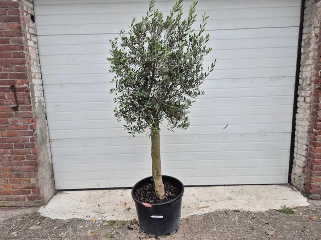 Olijfboom florida - olea europaea - hoogte ca. 170 cm - afbeelding 1 van  2