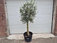 Olijfboom florida - olea europaea - hoogte ca. 170 cm - afbeelding 1 van  2